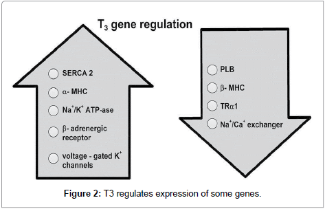 thyr biology-and-medicine-regulates-expression-7-255-g002